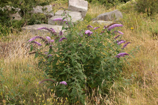 Image of butterfly-bush