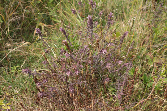 Image of red bartsia