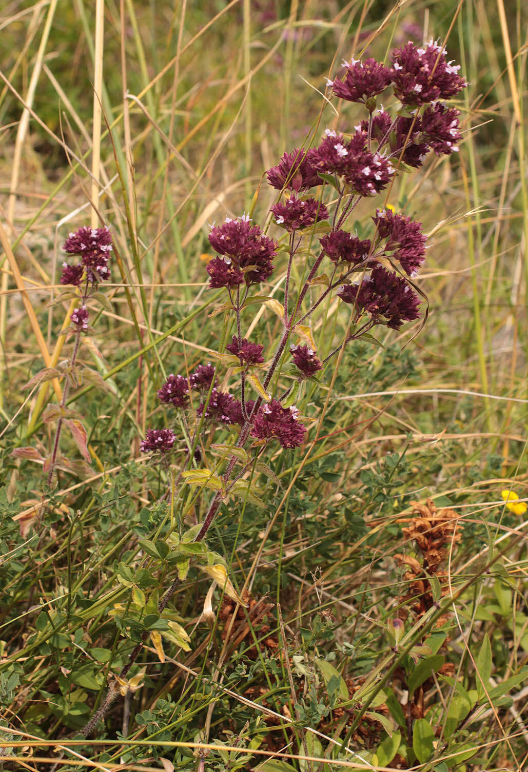 Image of oregano