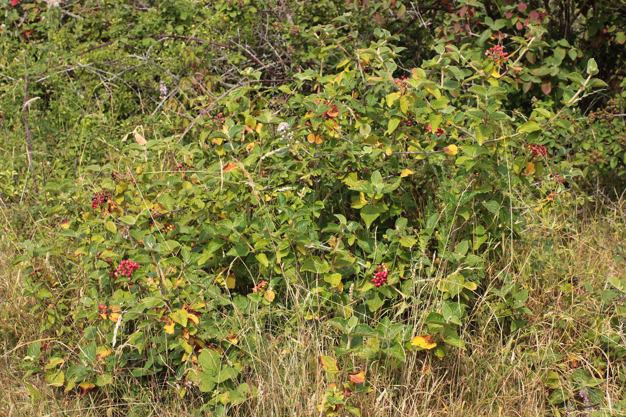 Image of Wayfaring-tree