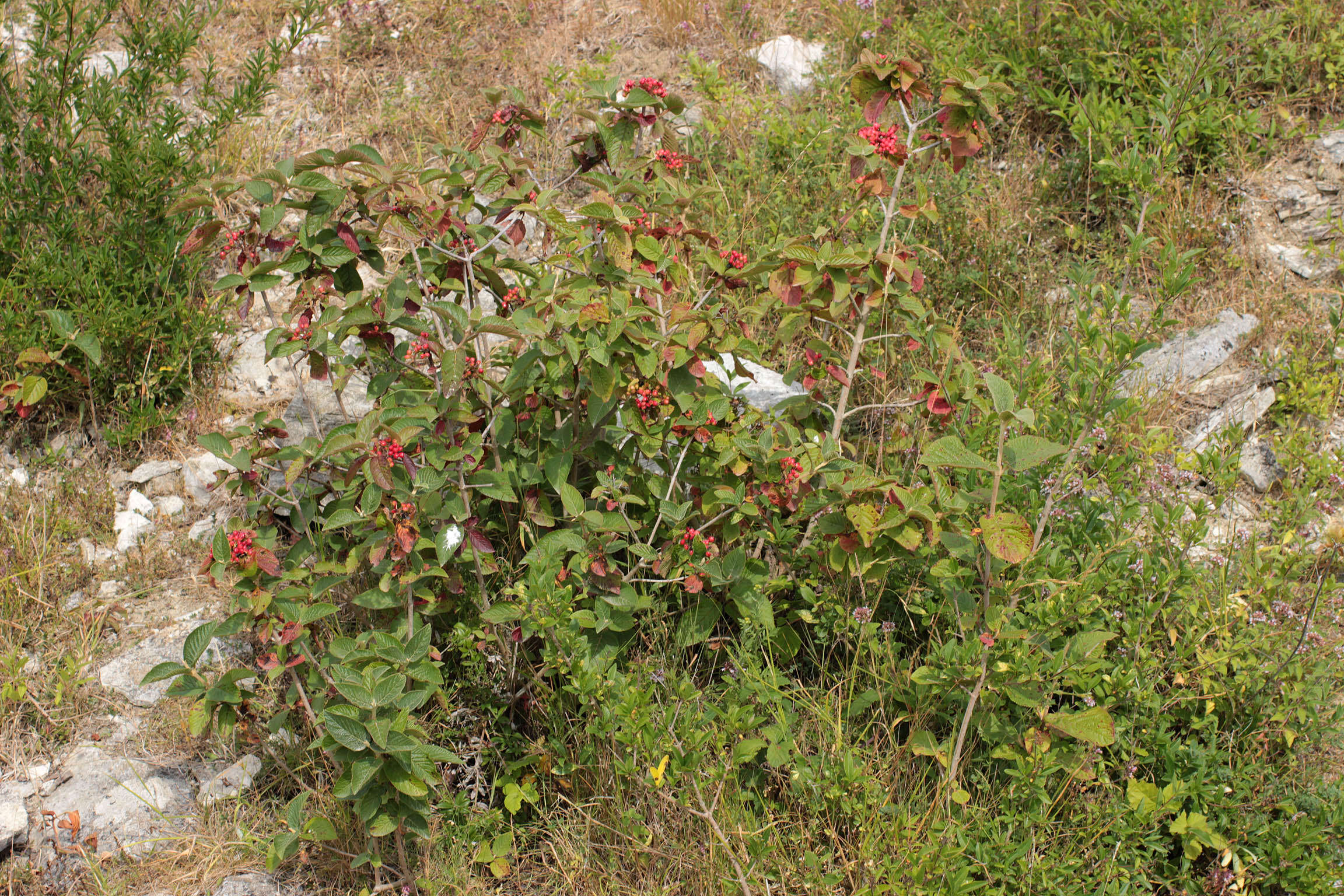 Image of Wayfaring-tree