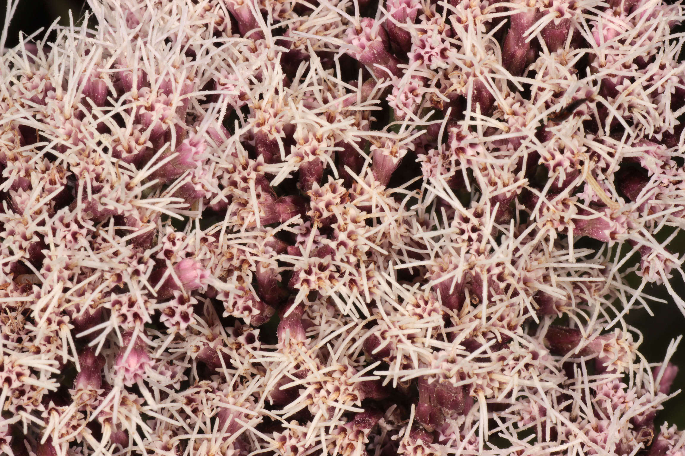 Image of hemp agrimony