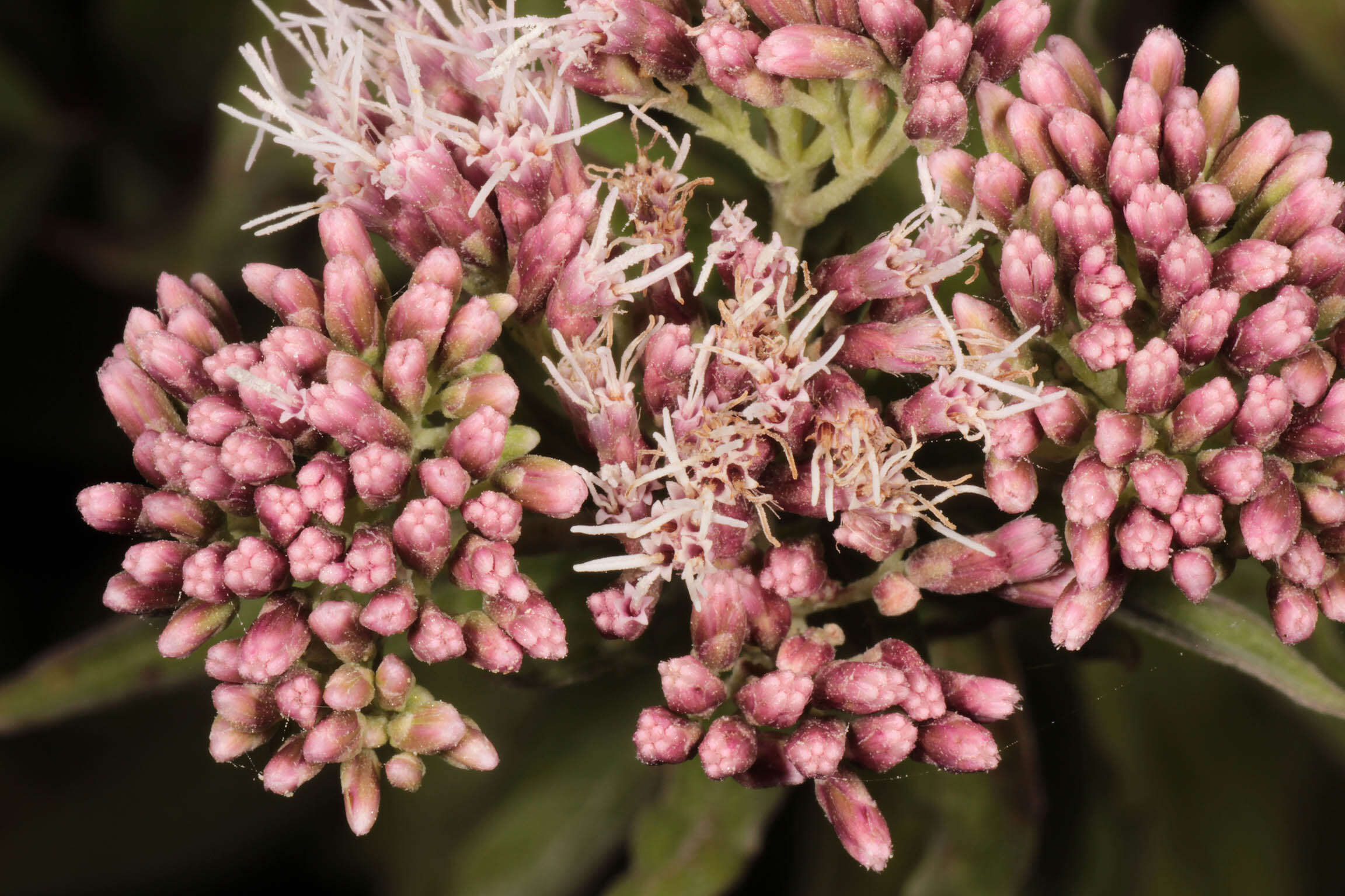 Image of hemp agrimony