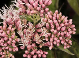 Image of hemp agrimony