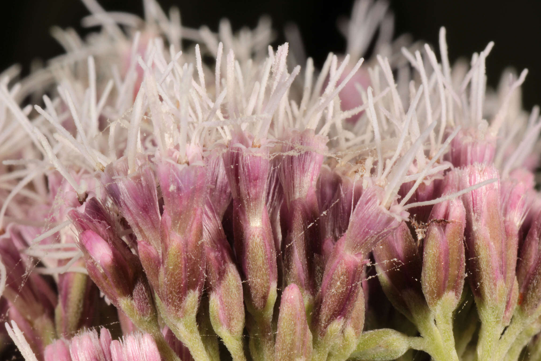 Image of hemp agrimony