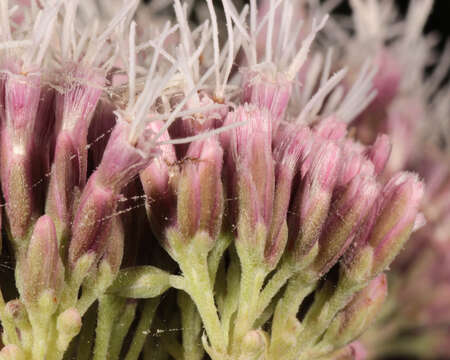 Image of hemp agrimony