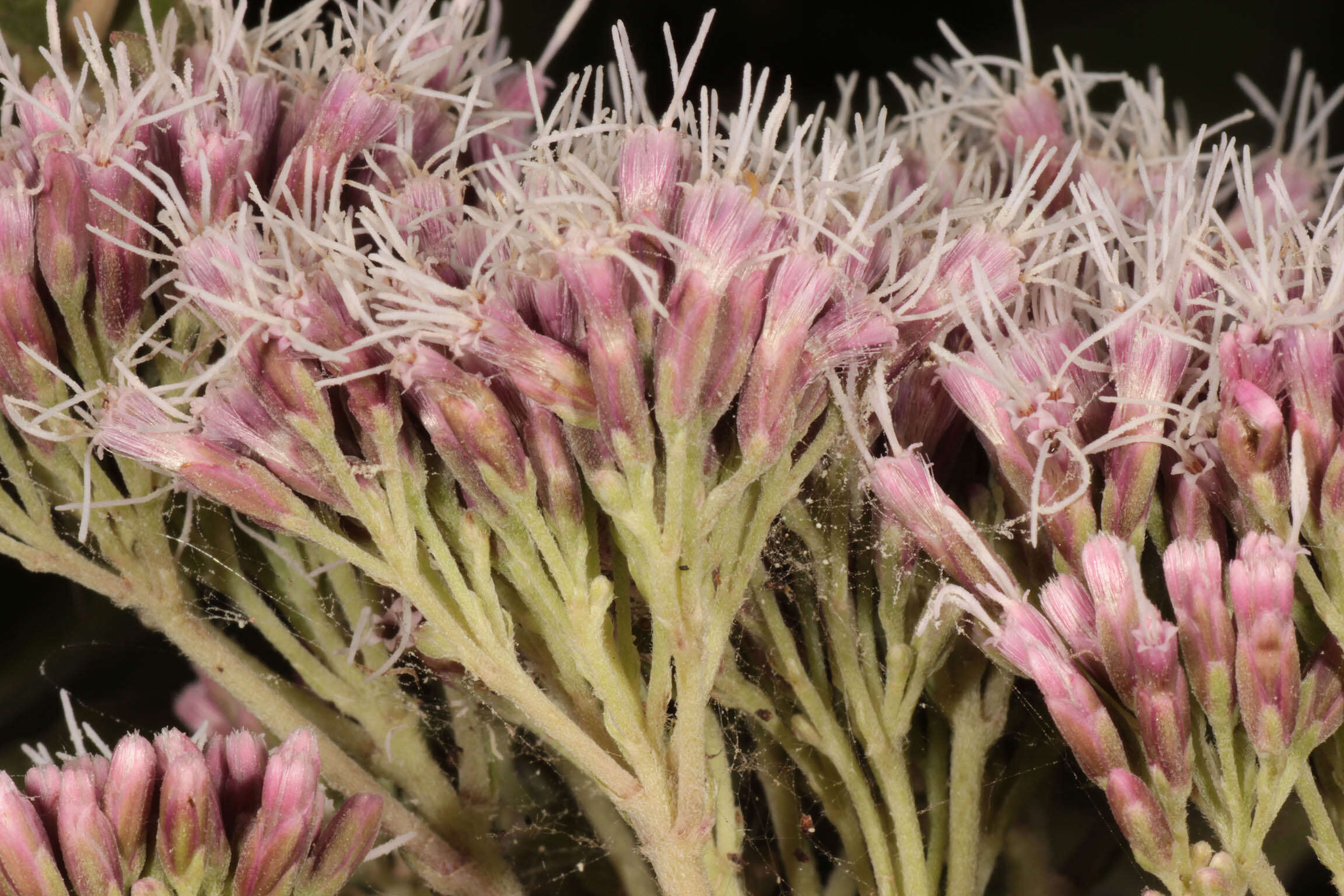 Image of hemp agrimony