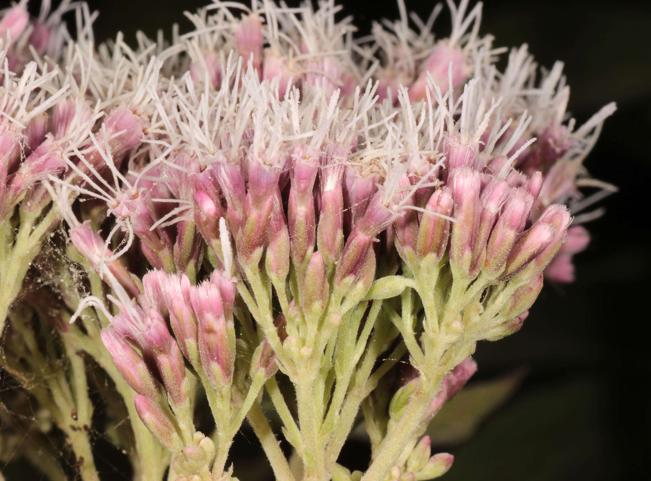 Image of hemp agrimony