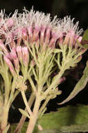 Image of hemp agrimony