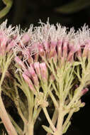 Image of hemp agrimony