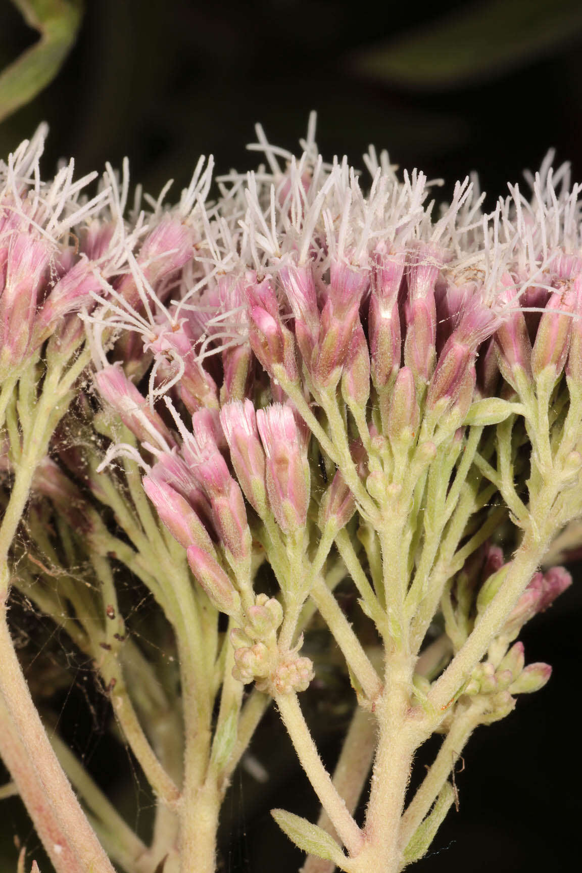 Image of hemp agrimony