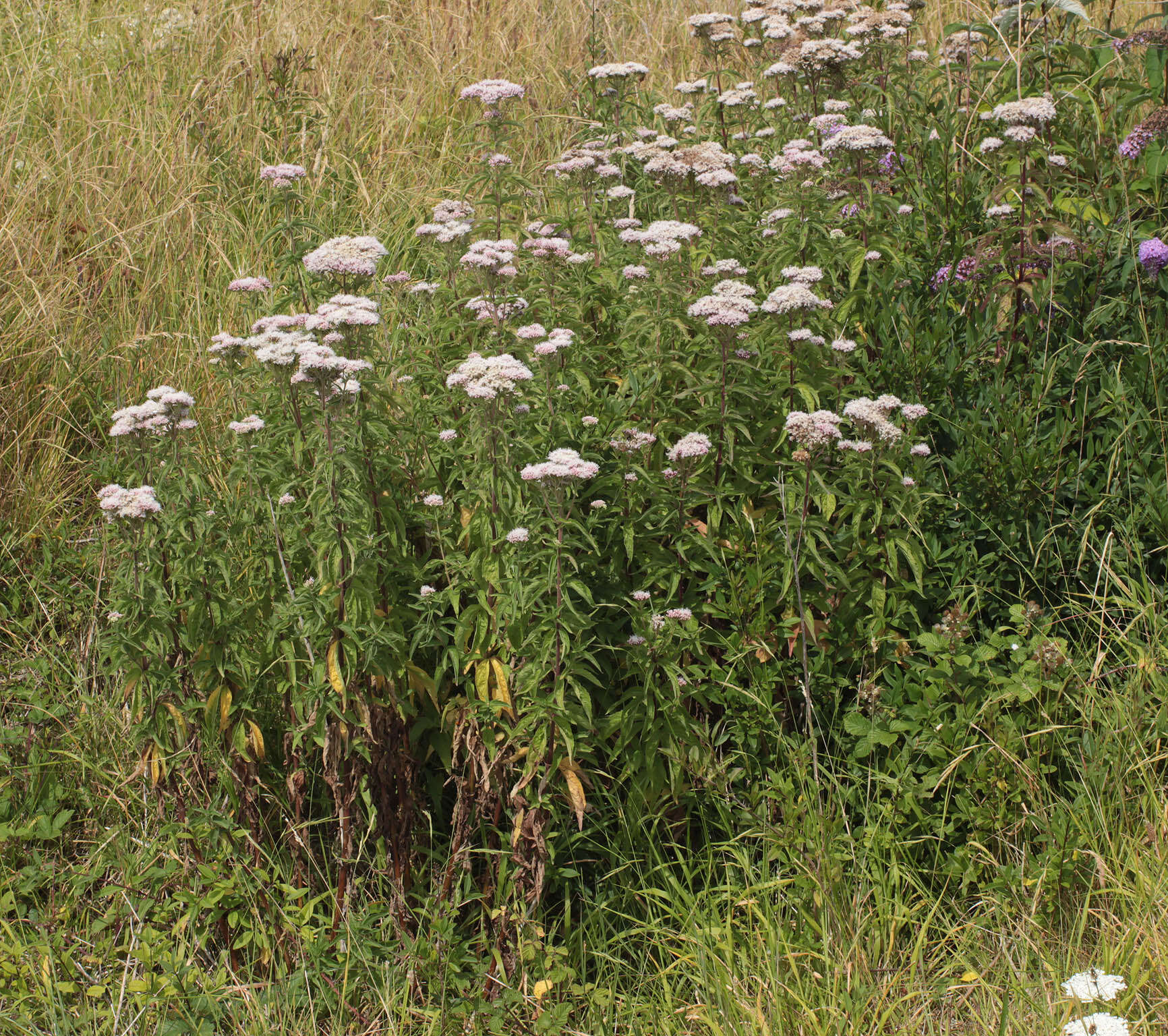 Image of hemp agrimony