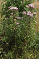 Image of hemp agrimony