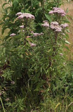 Image of hemp agrimony