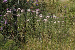 Image of hemp agrimony