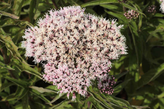 Image of hemp agrimony