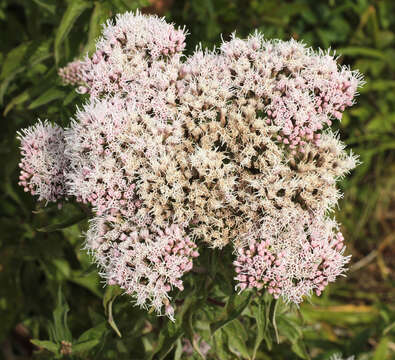 Image of hemp agrimony