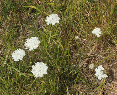 Daucus carota subsp. carota resmi