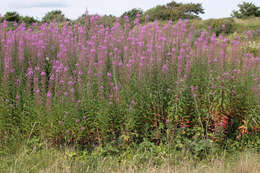 Imagem de Epilobium angustifolium subsp. angustifolium