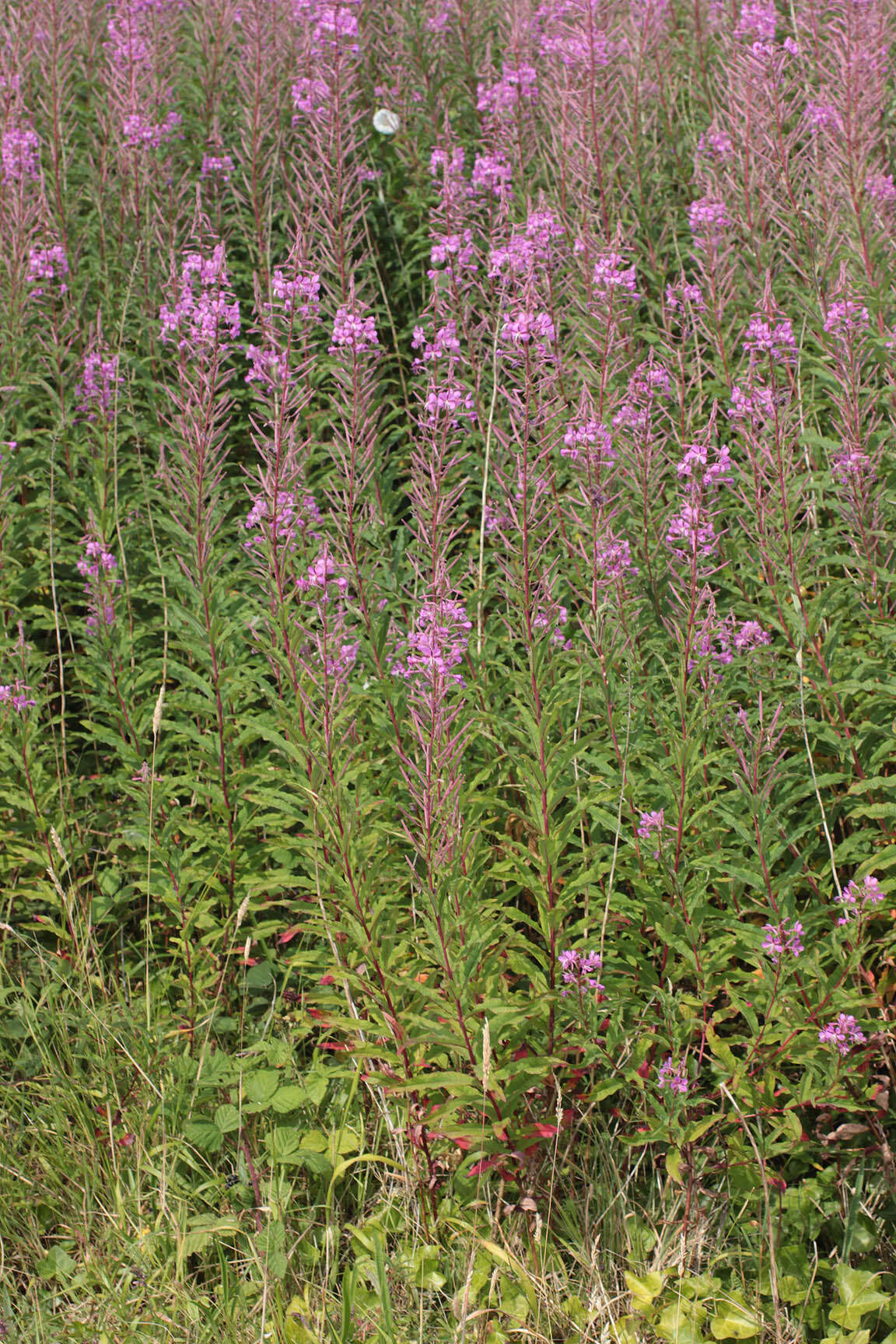 Imagem de Epilobium angustifolium subsp. angustifolium