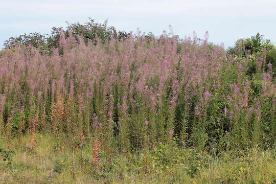 Image of Narrow-Leaf Fireweed