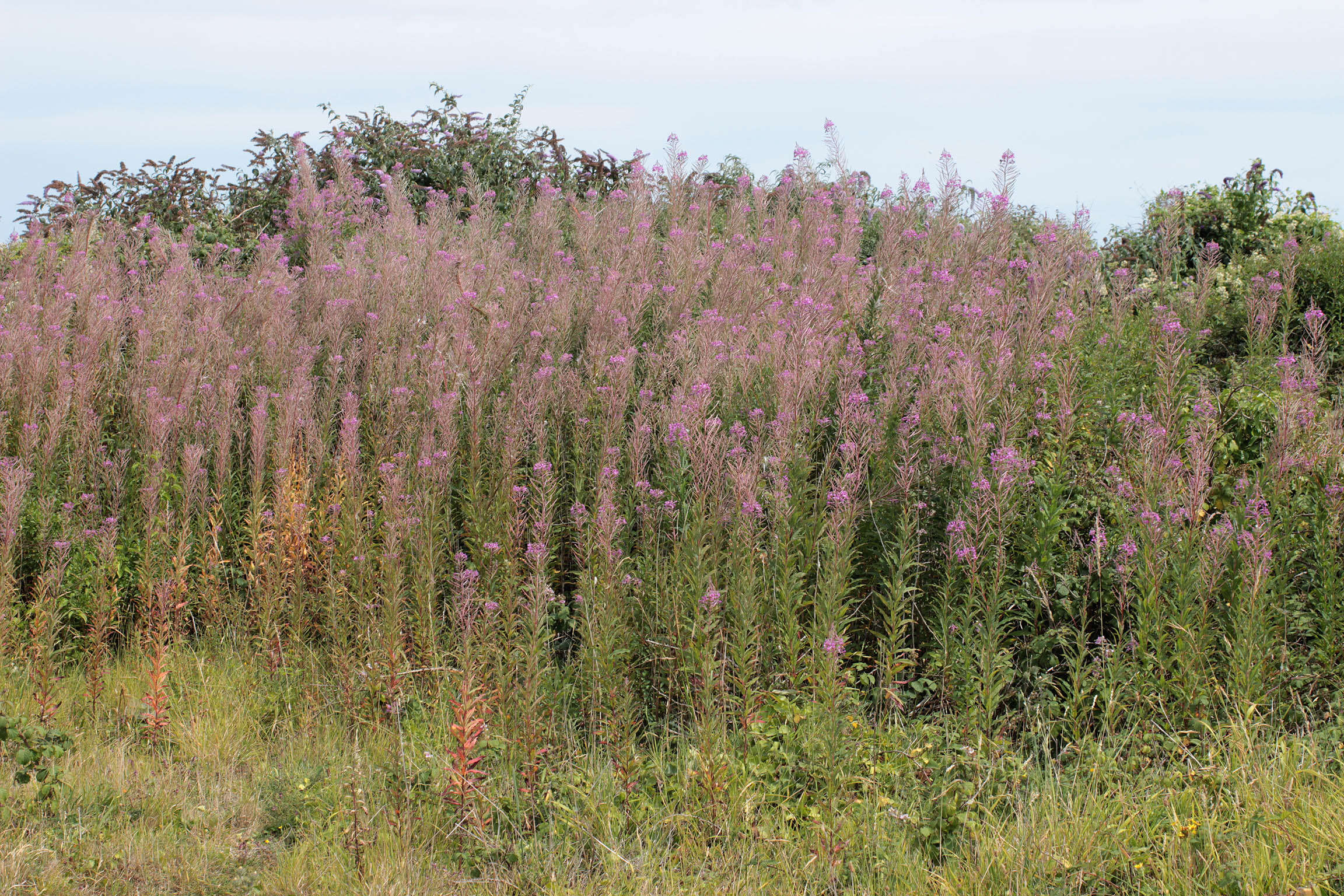 Imagem de Epilobium angustifolium subsp. angustifolium