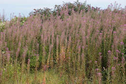 Imagem de Epilobium angustifolium subsp. angustifolium