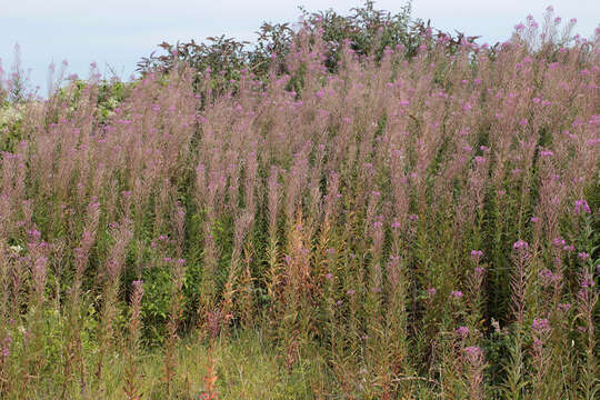 Image of Narrow-Leaf Fireweed