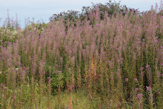 Image of Narrow-Leaf Fireweed