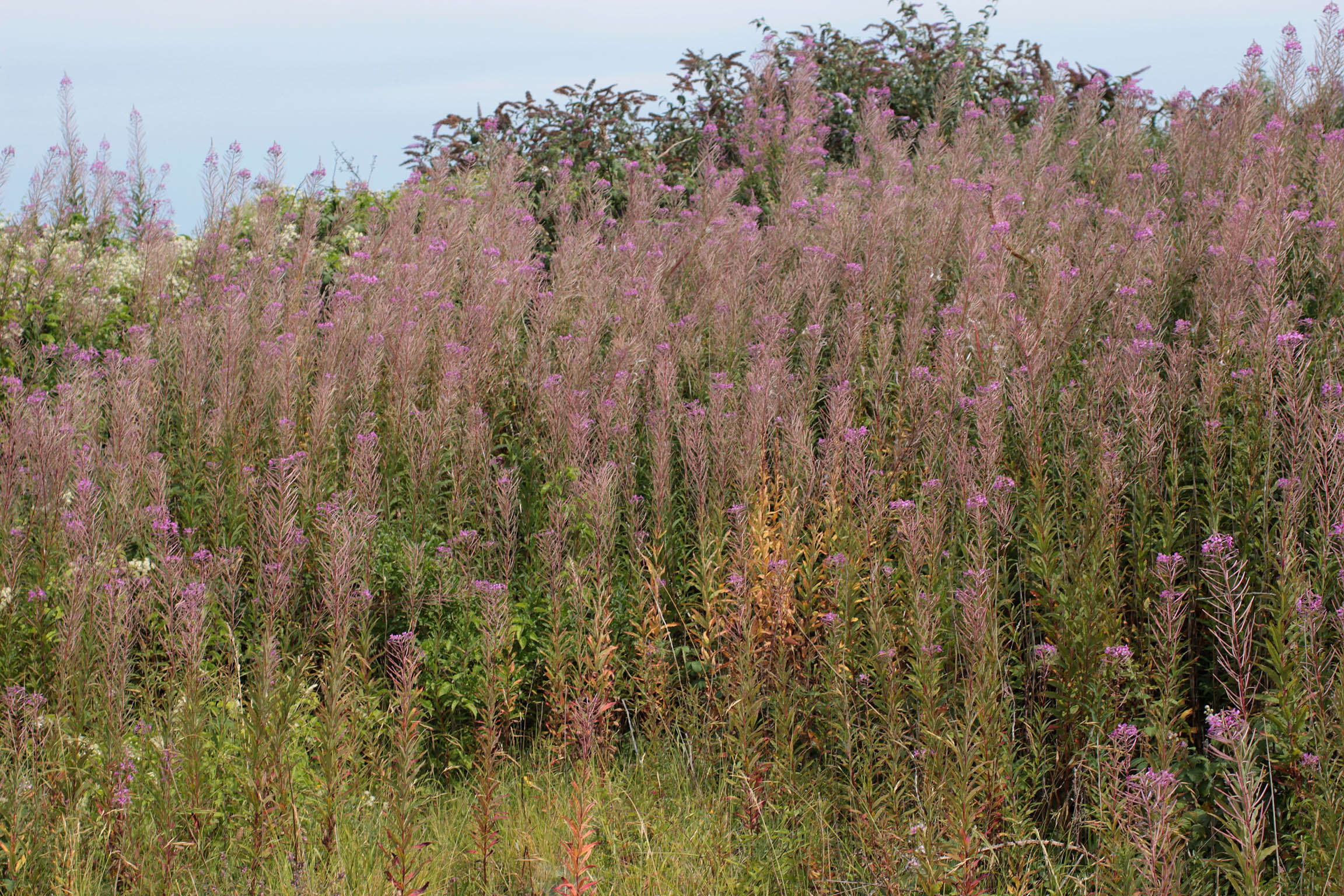 Imagem de Epilobium angustifolium subsp. angustifolium