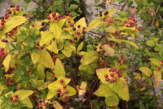 صورة Hypericum androsaemum L.