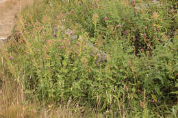 Image of Red Valerian