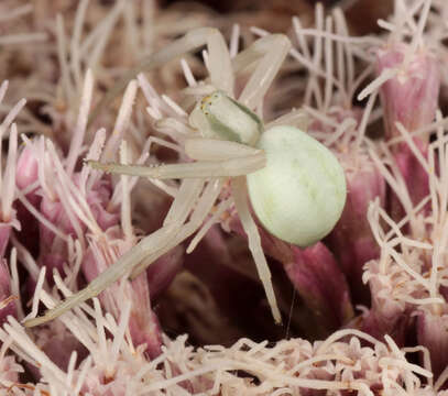 Image of Flower Crab Spiders