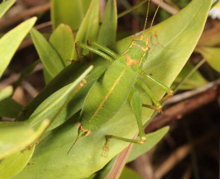 Image of speckled bush-cricket