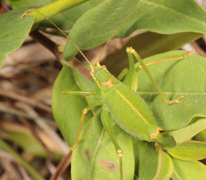 Image of speckled bush-cricket