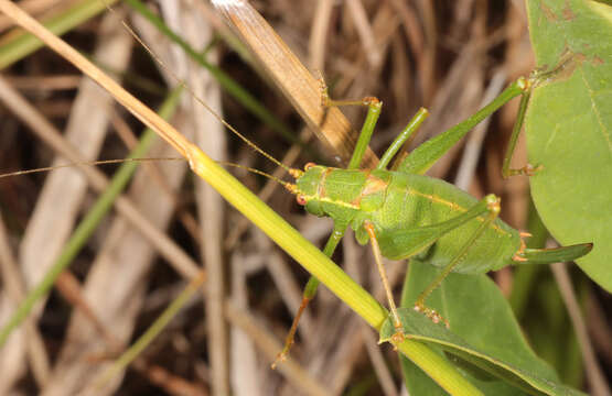 Image of speckled bush-cricket