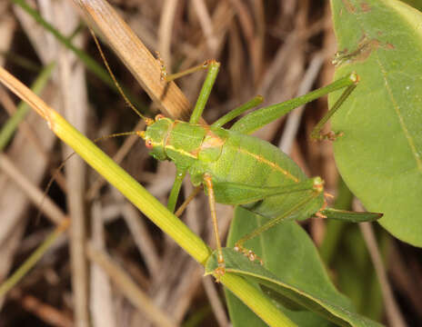 Image of speckled bush-cricket