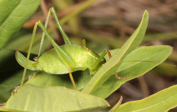 Image of speckled bush-cricket