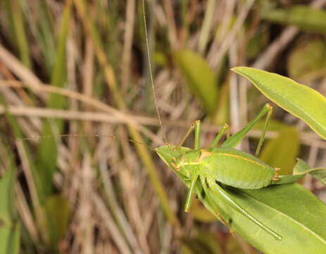 Image of speckled bush-cricket