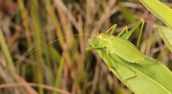 Image of speckled bush-cricket