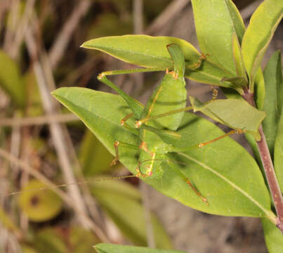 Image of speckled bush-cricket