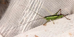 Image of Long-winged conehead