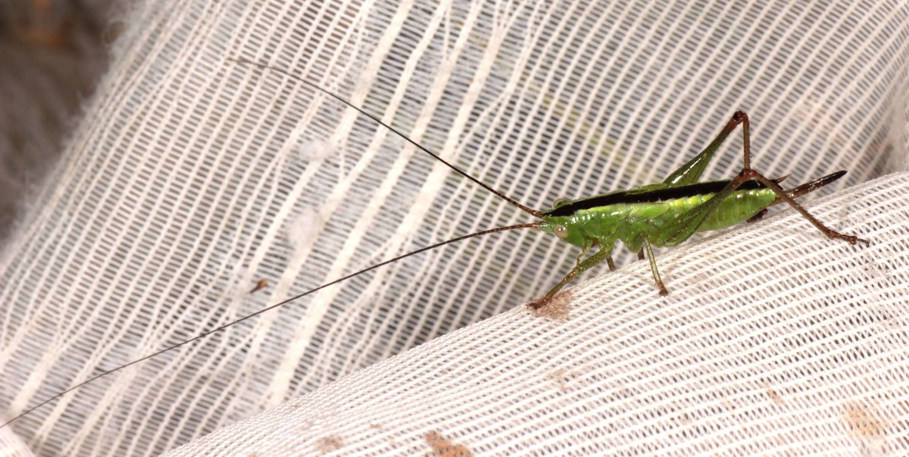 Image of Long-winged conehead