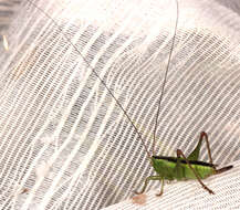 Image of Long-winged conehead