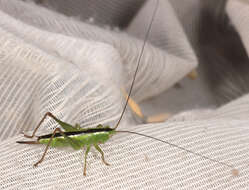 Image of Long-winged conehead