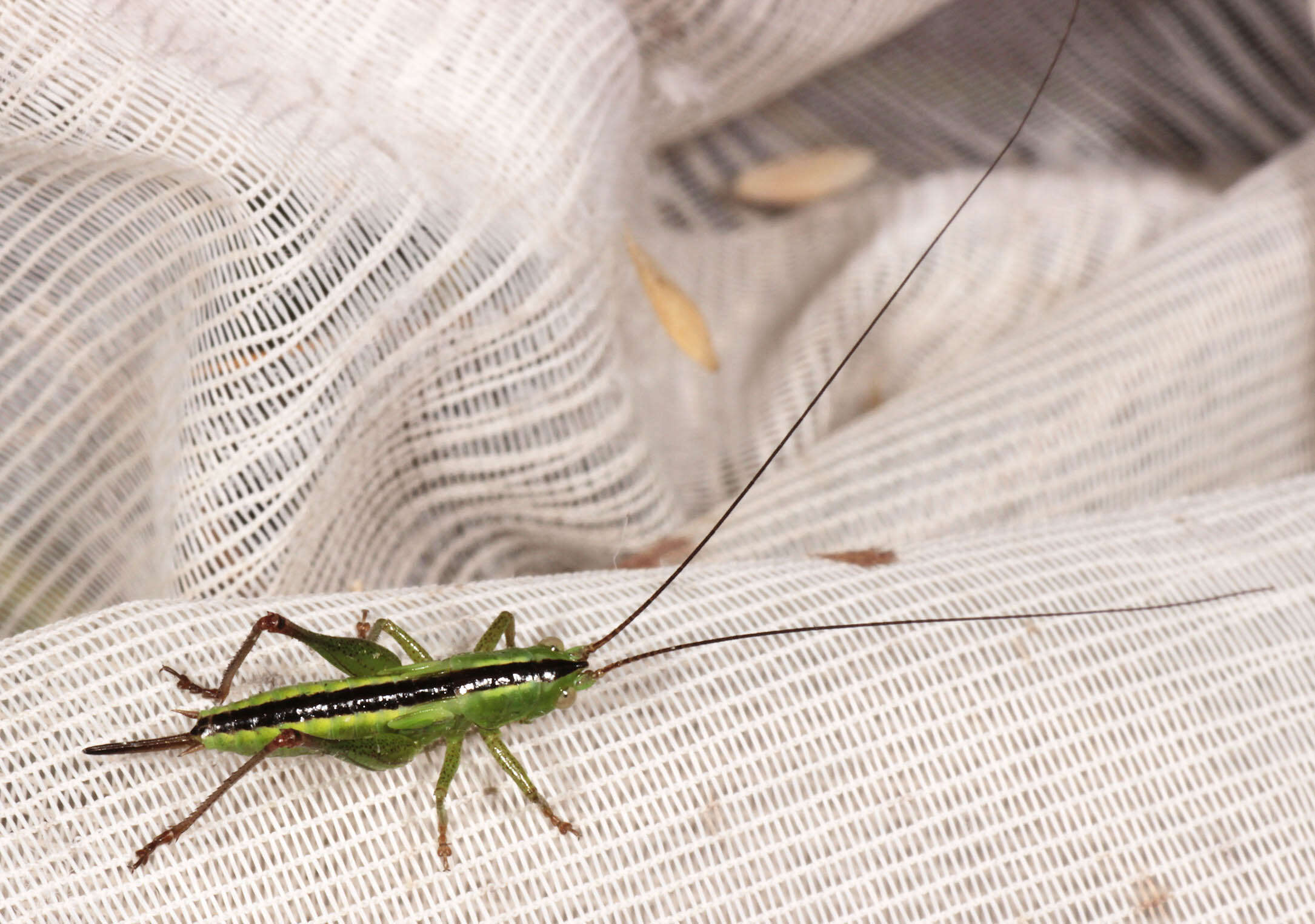 Image of Long-winged conehead