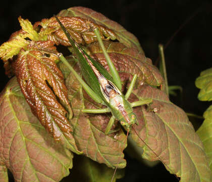 Image of Great green bushcricket