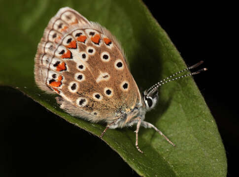 Image of common blue