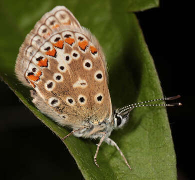 Image of common blue