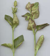 Image of Puccinia vincae (DC.) Berk. 1836